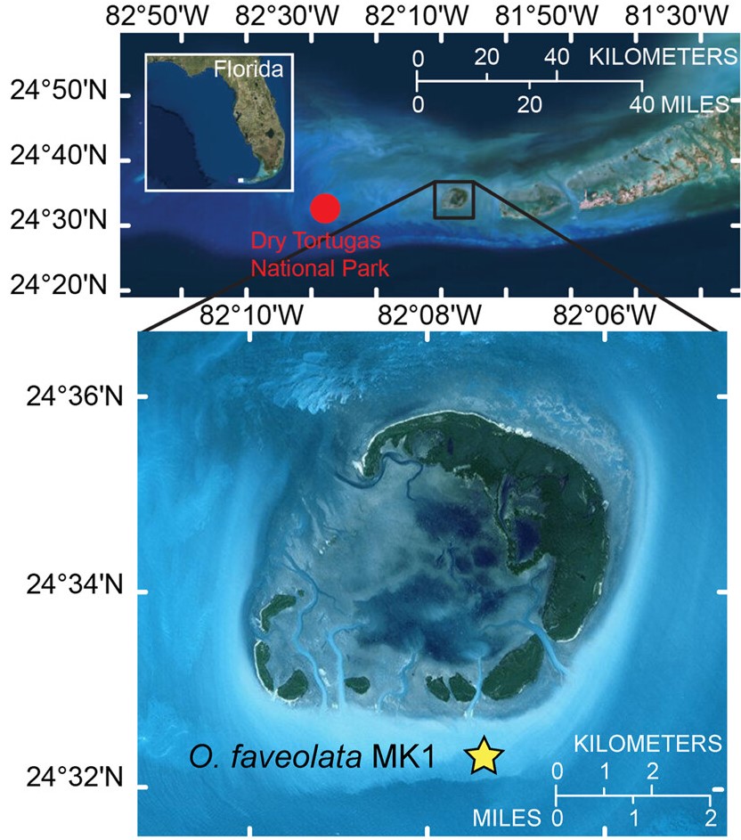 Labeled satellite maps: top locator map shows larger area of Florida, with a black box around the study area's inset map boundary. Lines from box lead to bottom inset map which shows detailed map of study area with a star designating the study site.